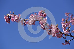 Beautiful cherry blossoms in Japan