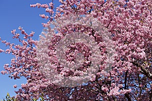 Beautiful cherry blossoms in Japan