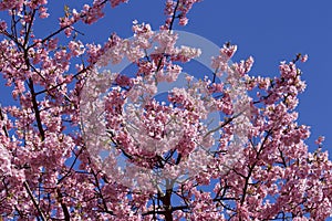 Beautiful cherry blossoms in Japan