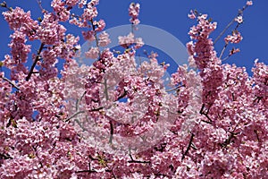 Beautiful cherry blossoms in Japan