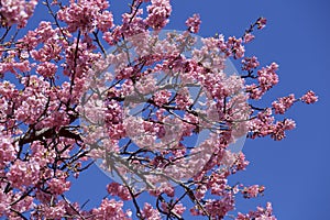 Beautiful cherry blossoms in Japan