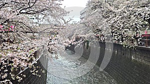 Beautiful cherry blossoms at Meguro River that bloom April every year in Tokyo Japan.