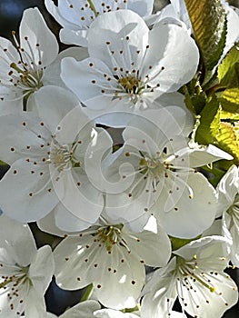 Beautiful cherry blossoms between the rays of the sun on a blur background. Preservation of ecology.