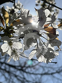 Beautiful cherry blossoms between the rays of the sun on a blur background. Preservation of ecology.