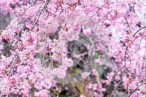 Beautiful cherry blossoms sakura tree bloom in spring in the castle park, copy space, close up, macro