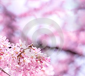 Beautiful cherry blossoms sakura tree bloom in spring in the castle park, copy space, close up, macro