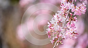 Beautiful cherry blossoms sakura tree bloom in spring in the castle park, copy space, close up, macro