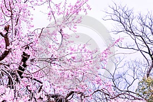 Beautiful cherry blossoms sakura tree bloom in spring in the castle park, copy space, close up, macro