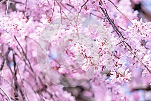 Beautiful cherry blossoms sakura tree bloom in spring in the castle park, copy space, close up, macro