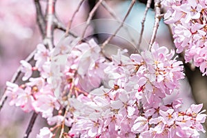 Beautiful cherry blossoms sakura tree bloom in spring in the castle park, copy space, close up, macro