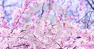 Beautiful cherry blossoms sakura tree bloom in spring in the castle park, copy space, close up, macro