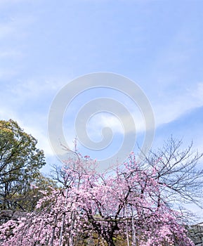 Beautiful cherry blossoms sakura tree bloom in spring in the castle park, copy space, close up, macro