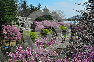 Beautiful cherry blossoms in Showa memorial park