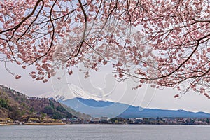 Beautiful cherry blossoms in spring with Mount Fuji