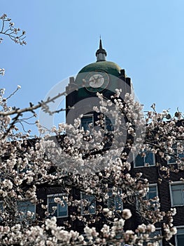 Beautiful cherry blossoms on the tree under blue sky, Beautiful Sakura flowers during spring season in the park, Floral