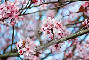 Beautiful cherry branch blossom in the park on spring day