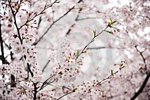 Beautiful cherry Flowers on Tree