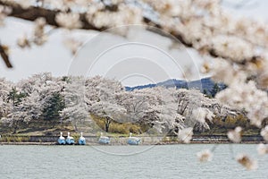 Beautiful cherry tree blossom around the famous Bomun Lake