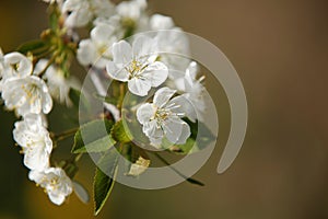 Beautiful cherry tree blossom growing in spring 3