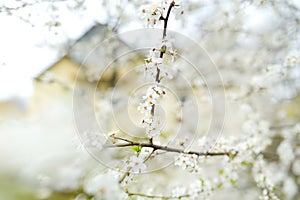 Beautiful cherry tree blossoming on spring. Beauty in nature. Tender cherry branches on sunny day outdoors