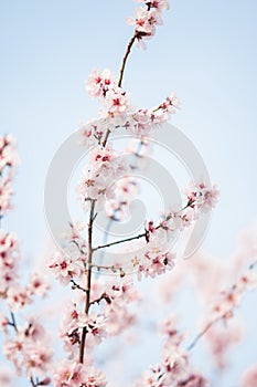 Beautiful cherry tree flowers