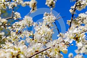 Cherry trees in full bloom