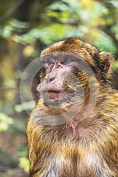 Beautiful chest portrait of a barbary ape macaca sylvanus
