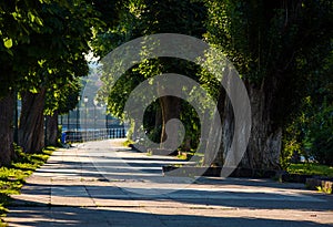 Beautiful chestnut alley in summer