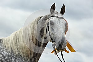 Beautiful arabian horse isolated on black background