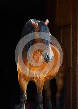 Beautiful arabian horse isolated on black background