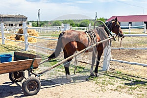 Beautiful chestnut brown horse harnessed with old wooden cart against white brick barn building at farm on background