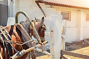 Beautiful chestnut brown horse harnessed with old wooden cart against white brick barn building at farm on background