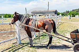 Beautiful chestnut brown horse harnessed with old wooden cart against white brick barn building at farm on background