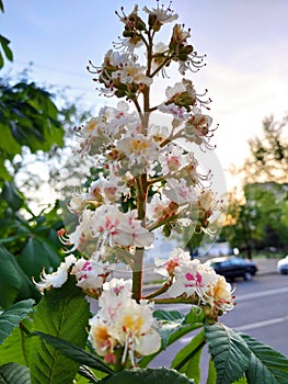 Beautiful chestnut flower