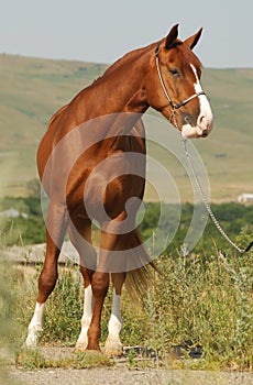 Beautiful chestnut gelding standing in the grass