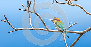 Beautiful Chestnut-headed bee-eater bird (Merops leschenaulti) perch isolated against clear blue skies