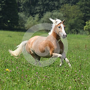 Beautiful chestnut horse with blond mane running in freedom