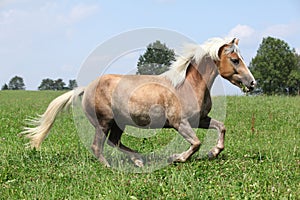 Beautiful chestnut horse with blond mane running in freedom