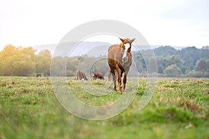 Beautiful chestnut horse grazing in green grassland summer field
