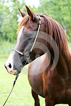 Beautiful chestnut horse head on meadow summer time