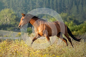 Galloping chestnut horse at sunset free in a meadow in Galicia Spain