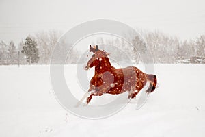 Beautiful chestnut horse running free in the snow