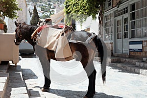 Beautiful chestnut horse with saddle on city street