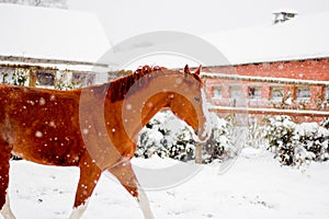 Beautiful chestnut horse walking in the snow paddock