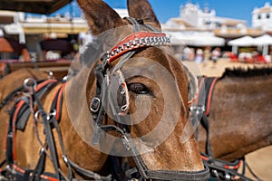 Beautiful chestnut horse wearing a black and red bridle and a brown harness