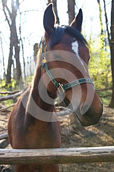 A beautiful chestnut horse with a white spot