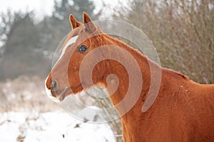 Beautiful chestnut horse in winter