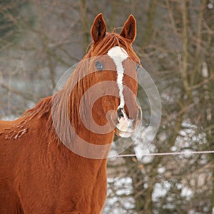 Beautiful chestnut horse in winter