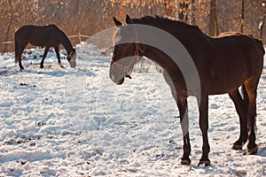 Beautiful chestnut horses in snowy winter forest.