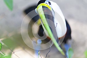 Beautiful Chestnut-Mandibled Toucan